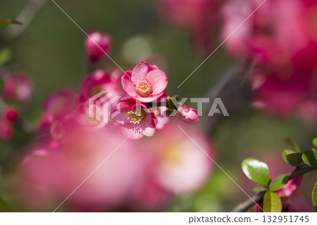 粉紅色的花朵正盛開。 132951745