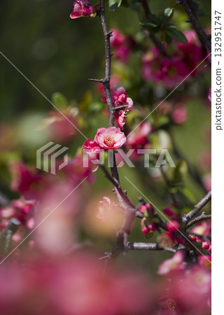 粉紅色的花朵正盛開。 粉紅色的花朵正盛開。 132951747