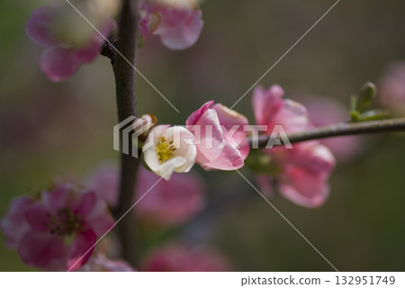 粉紅色的花朵正盛開。 132951749