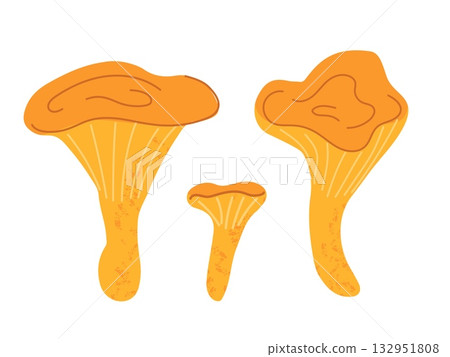 Chanterelle mushrooms trio in flat cartoon style with orange and yellow colors isolated on white background Chanterelle mushrooms trio in flat cartoon style with orange and yellow colors isolated on white background 132951808