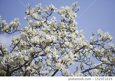 蔚藍的天空下，玉蘭白花盛開。學名是 Magnolia de nudata。 132951819
