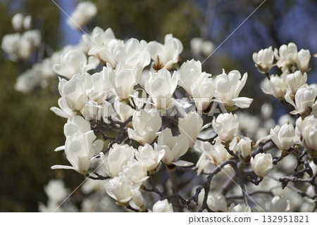 蔚藍的天空下,玉蘭白花盛開。學名是 Magnolia de nudata。 蔚藍的天空下,玉蘭白花盛開。學名是 Magnolia de nudata。 132951821