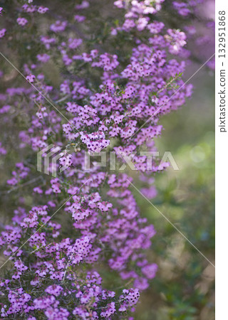 Erica canaliculata 的花朵以粉紅色盛開。學名是 Erica canaliculata 132951868