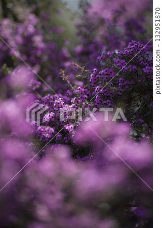 Erica canaliculata 的花朵以粉紅色盛開。學名是 Erica canaliculata 132951870