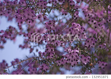 The flowers of Erica canaliculata are in bloom in pink. The scientific name is Erica canaliculata 132951871