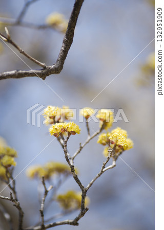 Cornus officinalis Sieb. 132951909