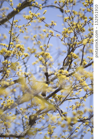 Cornus officinalis Sieb. Cornus officinalis Sieb. 132951910