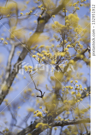 Cornus officinalis Sieb. 132951912
