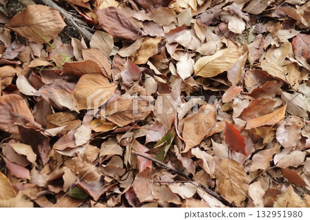 Autumn scenery in Japan: fallen leaves on the roadside 132951980