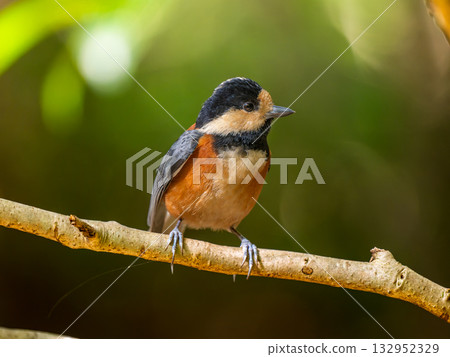 棲息在樹枝上的各種山雀 132952329