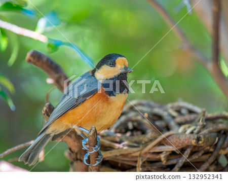 Varied tit perched on a branch Varied tit perched on a branch 132952341