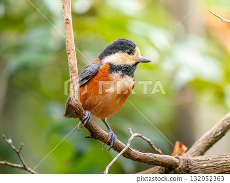 Varied tit perched on a branch 132952363