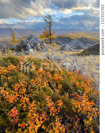 Autumn alpine landscape with orange shrubs in foreground and distant snow capped mountains. 132952562