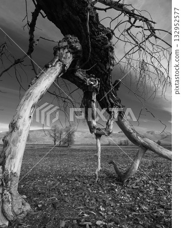 Weathered fallen tree frames barren landscape with distant hills and sky and echoes of resilience 132952577
