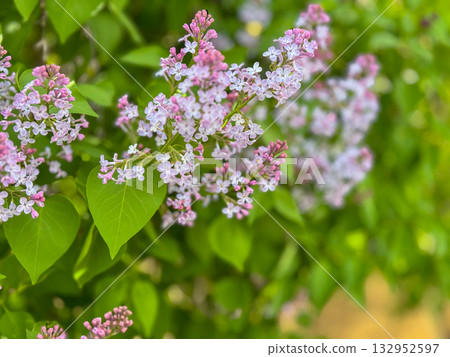 Soft pink lilac flowers with bright green leaves in a garden setting Soft pink lilac flowers with bright green leaves in a garden setting 132952597