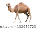 Dromedary on white background 132952723