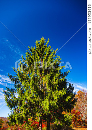 Lake Izumi in autumn - Norway spruce Lake Izumi in autumn - Norway spruce 132953416