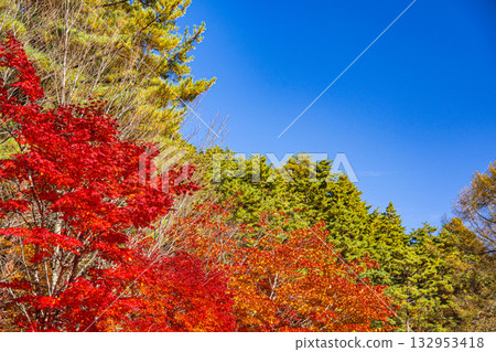 泉湖的秋葉 132953418