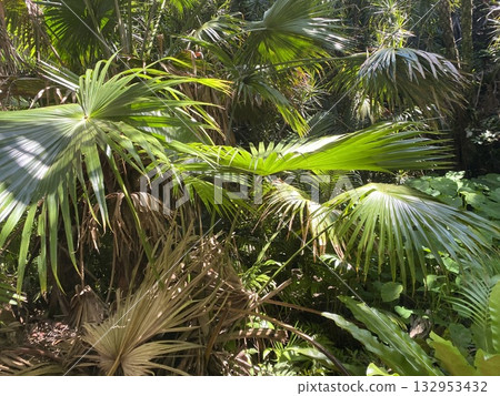 熱帶叢林 132953432