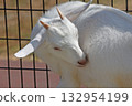 Goat  132954199
