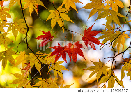Bright autumn leaves 132954227