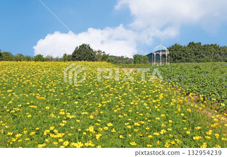 Yellow cosmos at Hanayume no Sato 132954239