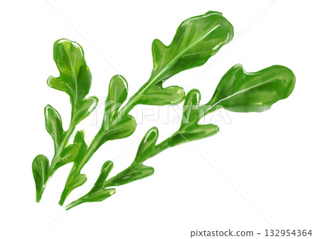 手繪水彩插圖,描繪了新鮮美味的芝麻菜 手繪水彩插圖,描繪了新鮮美味的芝麻菜 132954364