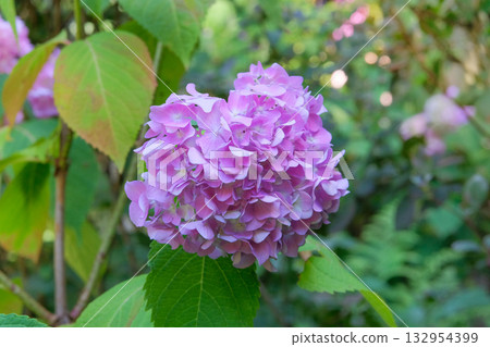 Flowers is grown as garden plants. Hydrangea is growing in cottage garden. Pink Hydrangea grows in park. Flowers is grown as garden plants. Hydrangea is growing in cottage garden. Pink Hydrangea grows in park. 132954399