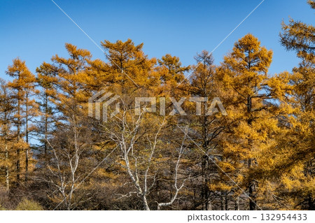 Rows of larch trees with autumn leaves Rows of larch trees with autumn leaves 132954433
