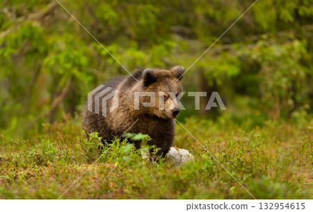 Young brown bear walking through dense green vegetation in a boreal forest Young brown bear walking through dense green vegetation in a boreal forest 132954615