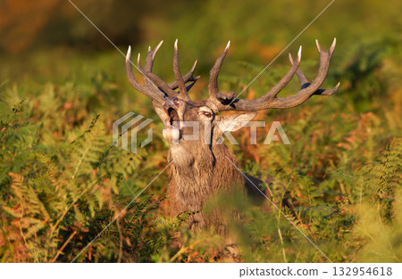 Portrait of a red deer stag roaring in dense fern during rutting season Portrait of a red deer stag roaring in dense fern during rutting season 132954618