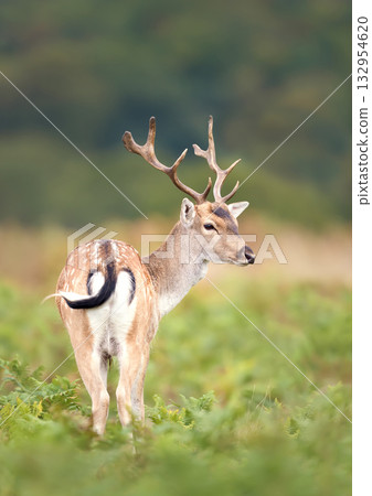 Young fallow deer stag standing among green ferns in autumn meadow 132954620
