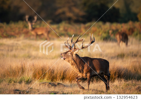 Majestic red deer stag calling during the rut in autumn 132954623