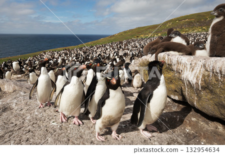 Southern Rockhopper penguin colony on the Falkland Islands coast Southern Rockhopper penguin colony on the Falkland Islands coast 132954634