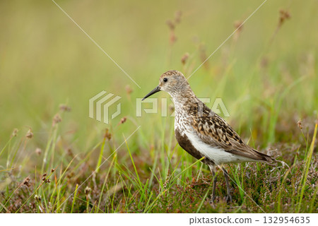 Dunlin standing among green and brown grass in a meadow 132954635