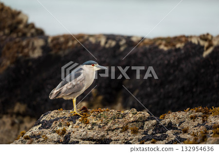 Black-crowned night heron perched on rocks in Falkland Islands 132954636