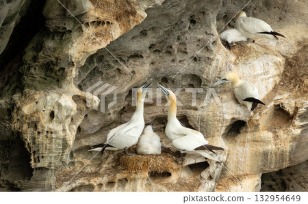 Northern Gannet pair bonding with chick on cliff nest in Shetland Islands Northern Gannet pair bonding with chick on cliff nest in Shetland Islands 132954649