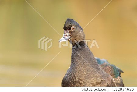 Portrait of a Muscovy duck 132954650