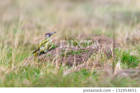 European green woodpecker juvenile foraging on an ant nest in short grass 132954651