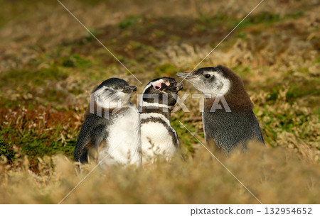 Magellanic penguin family with adult and juvenile chicks in grass 132954652