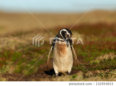Magellanic penguin standing in grassy colony habitat in Falkland Islands 132954653