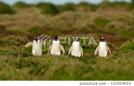 Four Gentoo penguins walking through tussock grass in Falkland Islands 132954654