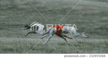 Athletic dogs sprinting fast through dry grass landscape in competition. Athletic dogs sprinting fast through dry grass landscape in competition. 132955088