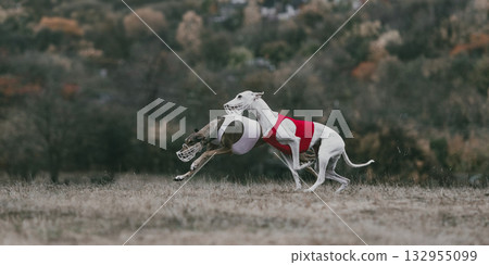 Greyhounds racing in lure coursing field wearing red and white vests Greyhounds racing in lure coursing field wearing red and white vests 132955099