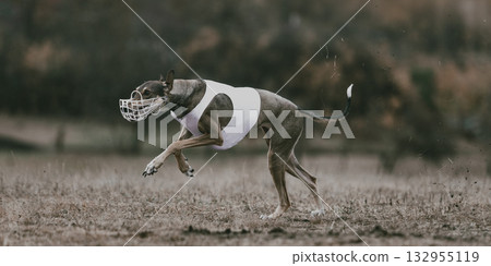 Greyhound in white lure coursing vest running full stride outdoors Greyhound in white lure coursing vest running full stride outdoors 132955119