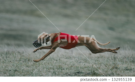 Athletic lure coursing greyhound in red vest running at full stride on field Athletic lure coursing greyhound in red vest running at full stride on field 132955139