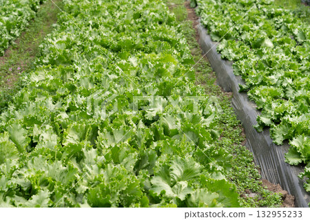 Growing head lettuce (April) in a home garden 132955233