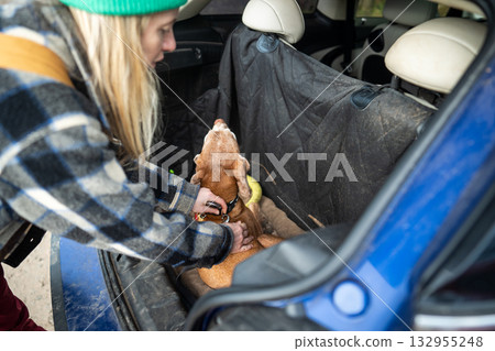 Woman secure dog with leash to keep calm in car trunk during ride home, pet travel safety transit Woman secure dog with leash to keep calm in car trunk during ride home, pet travel safety transit 132955248