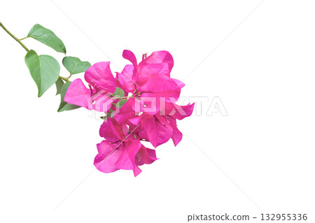 Pink Bougainvillea flower cut out with clipping path Pink Bougainvillea flower cut out with clipping path 132955336