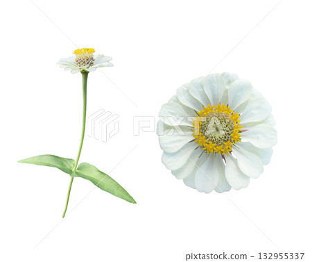 White Zinnia flower isolated with clipping path on white background White Zinnia flower isolated with clipping path on white background 132955337